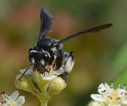 Andrena (afrensis-agilissima-asperrima)